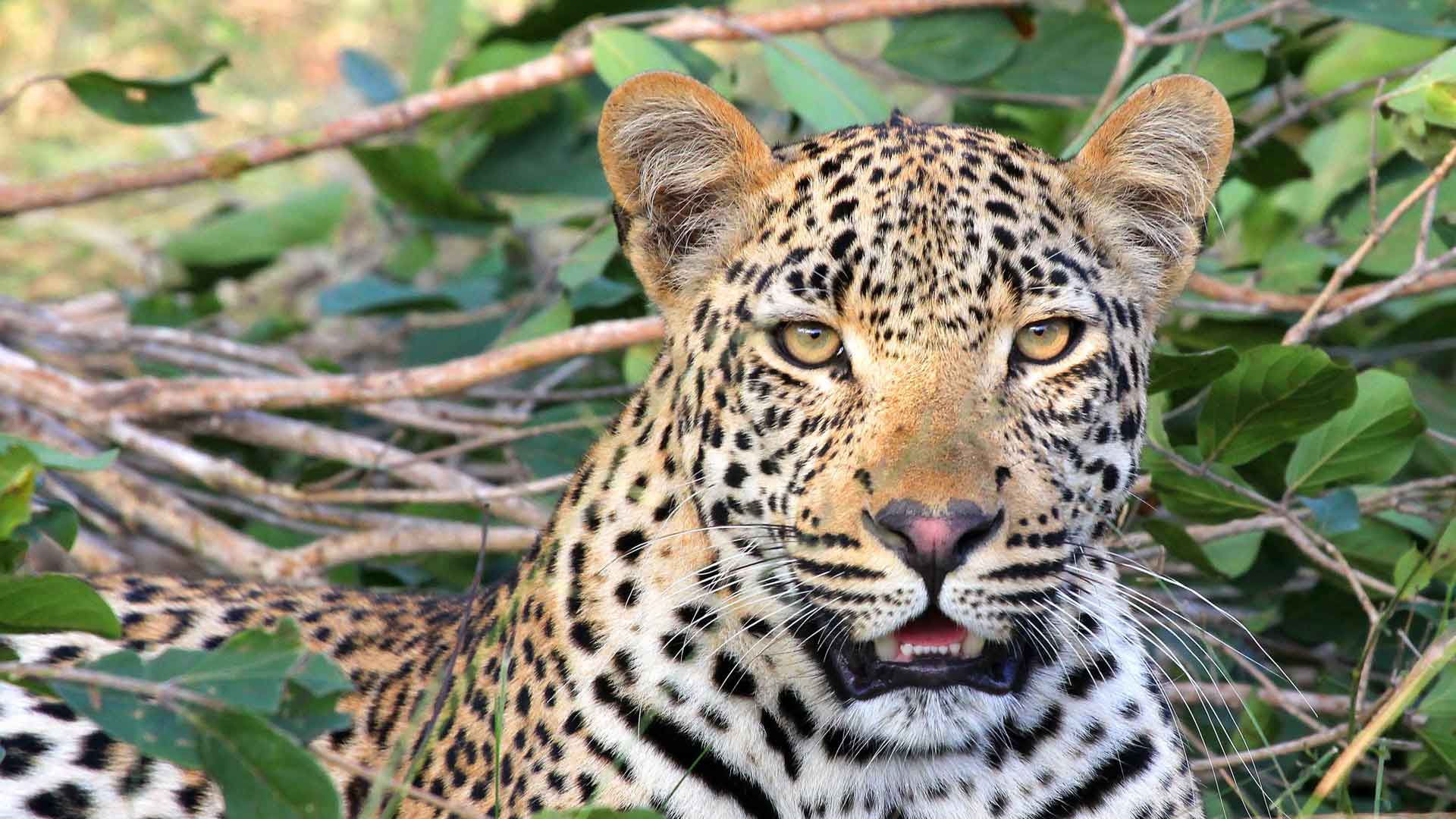 Picture of a Leopard sat in the bush.